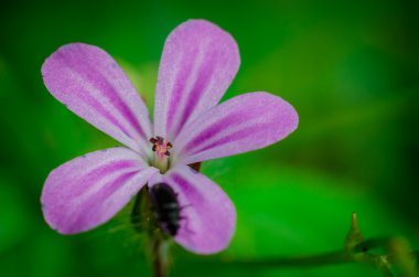 Bitkisel bitki cockle gül yaprakları ve siyah böceği yakın çekim