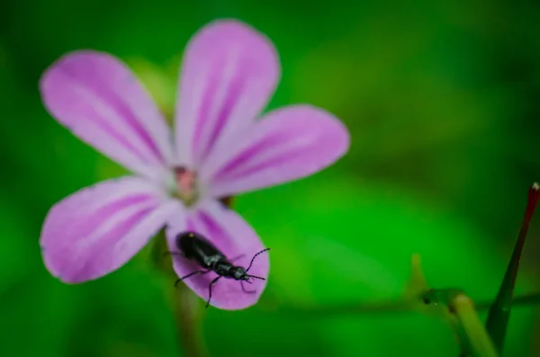 Berberechos de plantas a base de plantas con pétalos de rosa y escarabajo negro de cerca — Foto de Stock