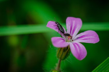 Bitkisel bitki cockle gül yaprakları ve siyah böceği yakın çekim