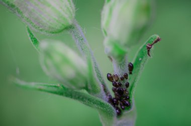 Çiçek çiçek portre üzerinde hata birikimi