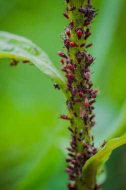 Küme turuncu karıncalar üzerinde yeşil kök bitkiler yakın çekim