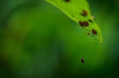 Örümcekler ve böcekler üzerinde yeşil yaprak yakın çekim