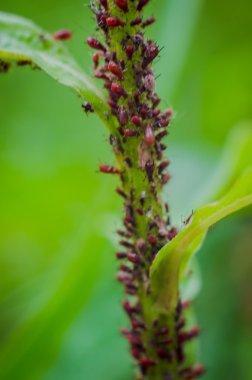 Küme turuncu karıncalar üzerinde yeşil kök bitkiler yakın çekim