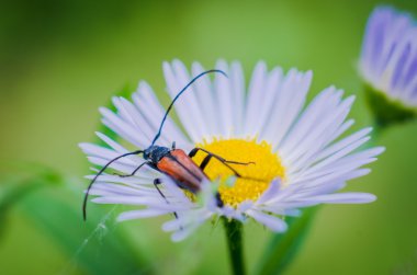 Böcek yakın çekim bir papatya