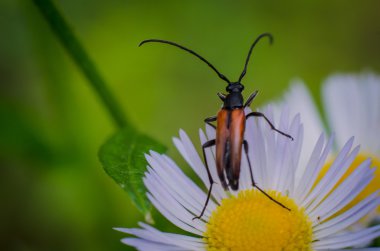 Böcek yakın çekim bir papatya