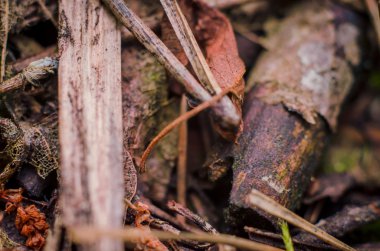 Dünya ve doğa böcekler tatlı ile