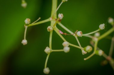 Küçük beyaz çiçekler yakın çekim akan değil