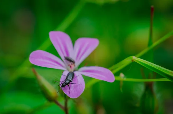 Berberechos de plantas a base de plantas con pétalos de rosa y escarabajo negro de cerca —  Fotos de Stock