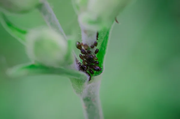 Acumulación de insectos en primer plano de la flor no floreciente —  Fotos de Stock