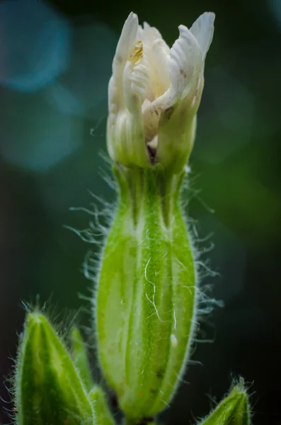 Blume mit weißen Blütenblättern der Blütenknospe Nahaufnahme — Stockfoto