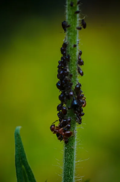 Grappolo di formiche arancioni su un gambo verde primo piano — Foto Stock