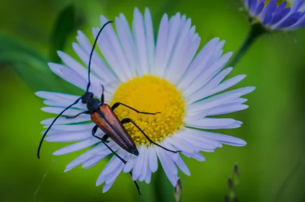 Insectos cerca de una manzanilla — Foto de Stock