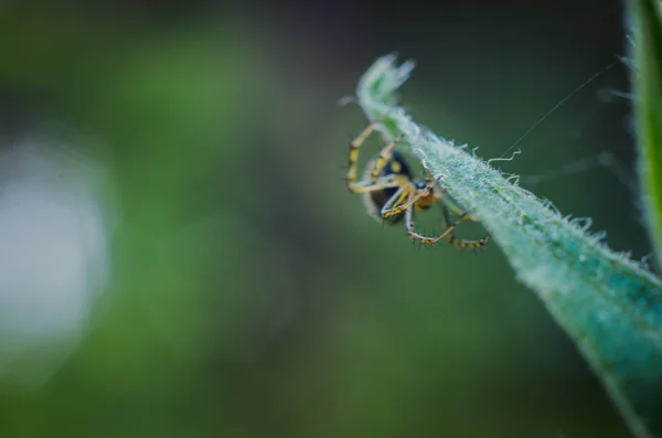 Fliegendes Insekt auf einem Blatt aus nächster Nähe — Stockfoto