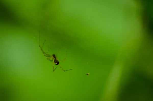 Aranha pendurada em uma teia de perto em um fundo verde — Fotografia de Stock