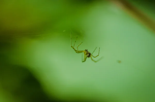 蜘蛛挂在网上关闭在绿色背景 — 图库照片