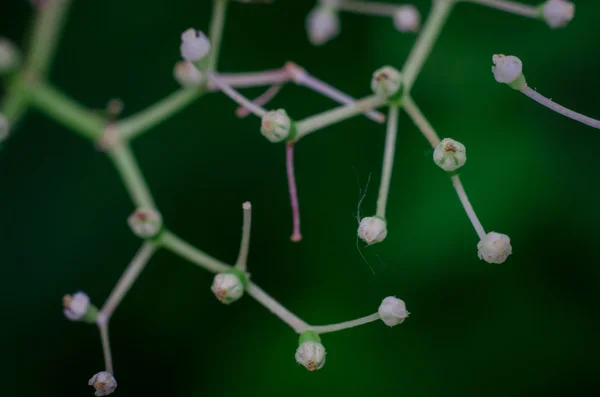 Pequeñas flores blancas que no fluyen de cerca — Foto de Stock