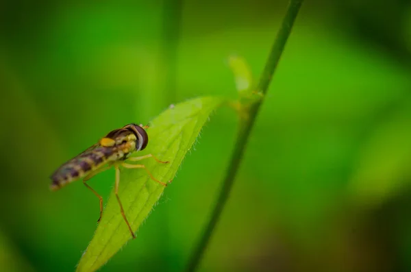 Insecte volant sur une feuille gros plan — Photo