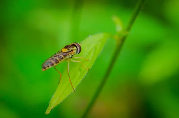 Insecto volador en un primer plano de la hoja —  Fotos de Stock