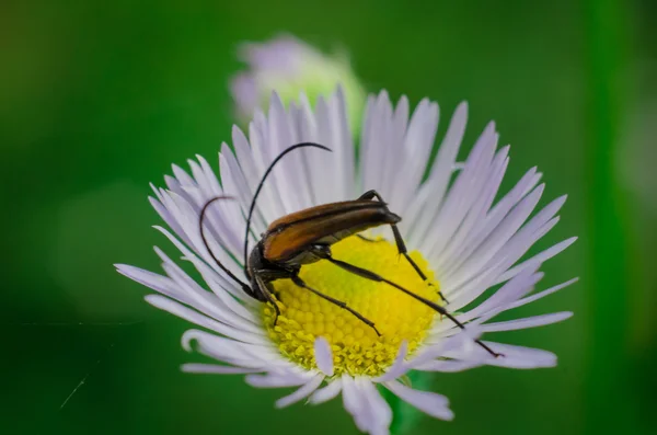 Insecte en gros plan sur une camomille Photo De Stock