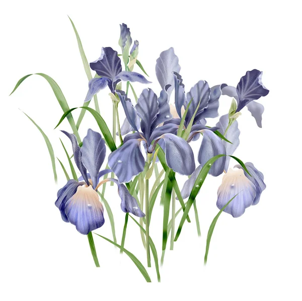 Purpl fresh iris — Stock Photo, Image