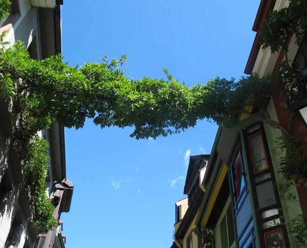 Schönes Laub Gegen Den Himmel Zwischen Häusern Freiburg — Stockfoto