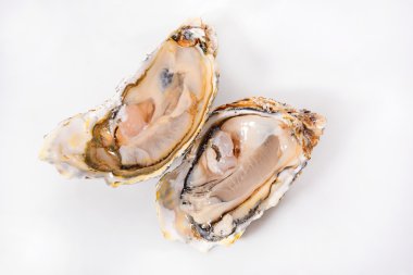 İstiridye üzerinde beyaz backgrond