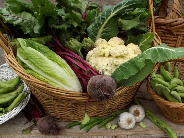 Grünzeug aus dem Garten — Stockfoto