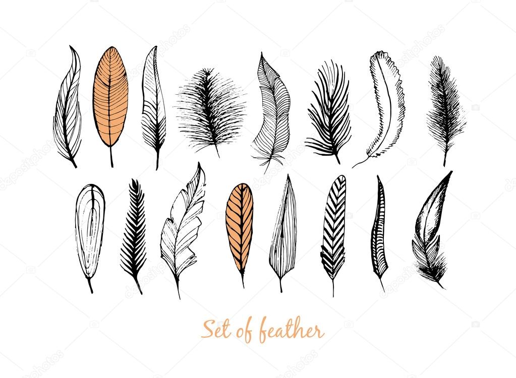 Decorative feathers. Hand drawn vintage vector design set.