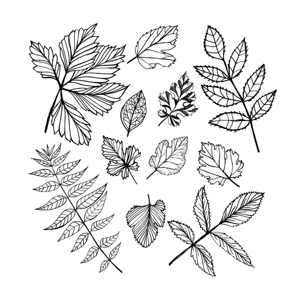 Serie di foglie vettoriali, raccolta di foglie disegnate a mano . — Vettoriale Stock