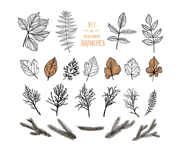 Collecte de plantes. Feuilles et branches dessinées à la main . — Image vectorielle