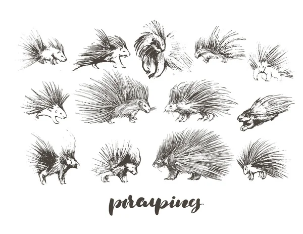 Ensemble de porcs-épics dessinés à la main — Image vectorielle