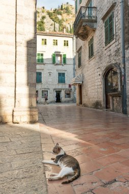 Kedi, Kotor sembolü