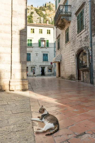 Kat, symbool van Kotor — Stockfoto