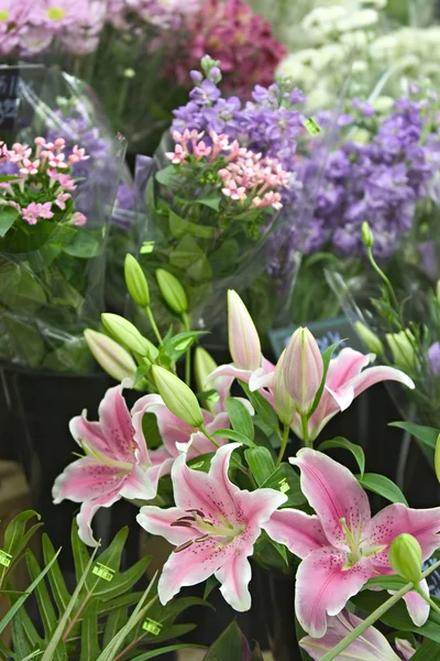 Flowers in florist shop — Stock Photo, Image