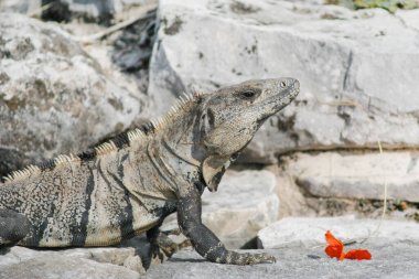 Tulum harabeleri, Yucatan, Meksika 'da, tropikal bölgelerde yaşayan kertenkele İguana' ya yakın.