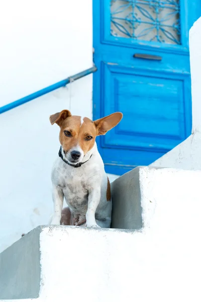 Tierfreundliches Hotel — Stockfoto