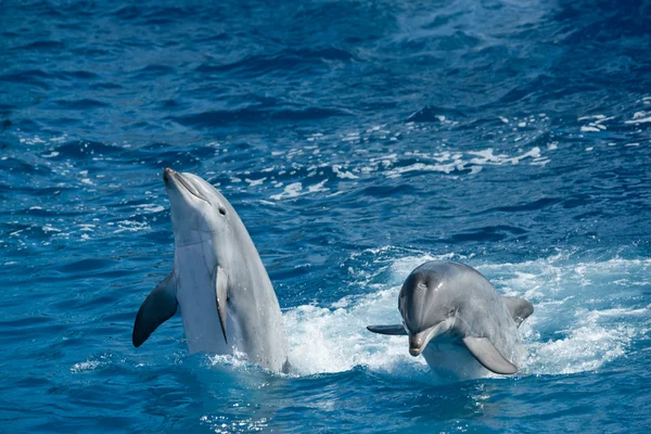 Delfines juguetones —  Fotos de Stock