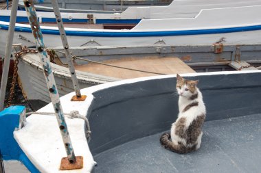 Balaklava Kedileri, Kırım