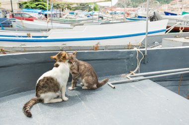 Balaklava Kedileri, Kırım
