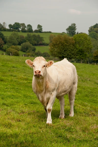 Charolais cattle — Stock Photo, Image