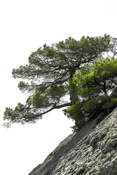 Stone Mountainside View Bottom Front — Stock Photo, Image