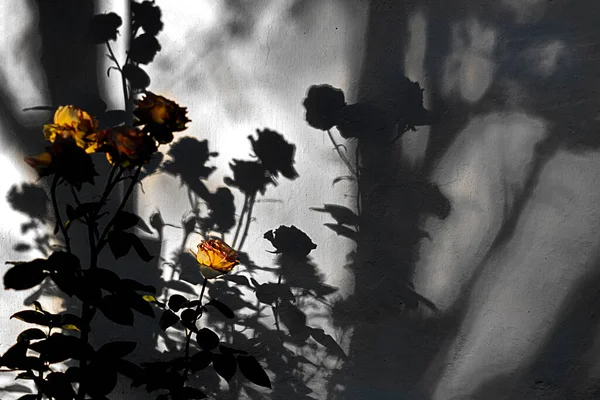 Yellow shadow roses. Art shot.