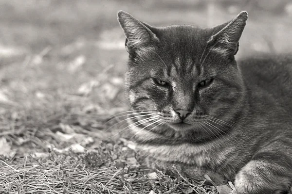 Katt Stora Porträtt Titta Kameran Svart Och Vit Bild Framifrån — Stockfoto