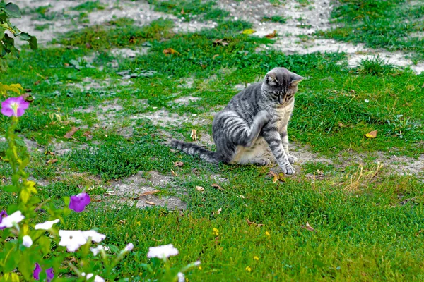 Katten Lyfte Upp Bakbenet Och Slickade Tungan Framifrån — Stockfoto