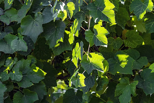 克里米亚葡萄树的叶子 带阳光的绿色纹理自然背景 — 图库照片