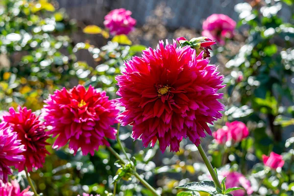 Blomma Röda Krysantemum Rgstark Bakgrund Mjukt Fokus Suddigt Hösten Blommig — Stockfoto