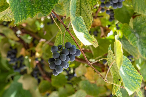 Ripe Clusters Sweet Red Grapes Isabella Autumn Crimea — Stock Photo, Image