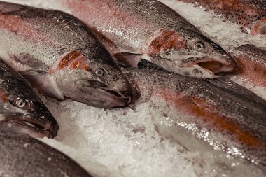  Buzda sıra sıra somon balığı. Yukarıdan bak. Farklı yemekler pişirmek için iştah açıcı balıklar..
