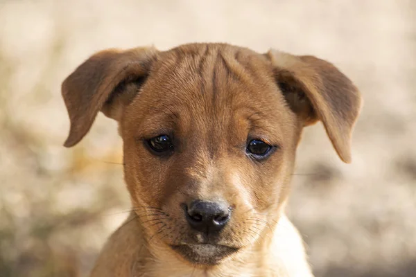 Puppy Shepherd Large Portrait View Front Summer Nature Midday Sun — Stock Photo, Image