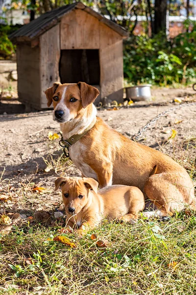 Perros Madre Bebé Patio Casa Cachorro Está Mintiendo Mamá Está — Foto de Stock